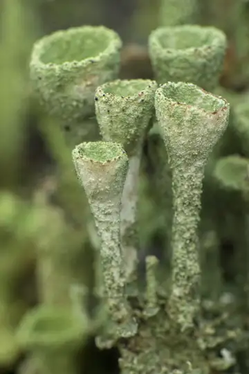 Makrofoto von fünf schlanken etwa streichholzgroßen kelchartigen Flechten mit mattgrün gekörnter Oberfläche