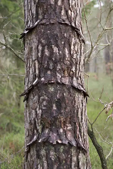 Feuchter Stamm eines Nadelbaumes mit drei ringförmig nach unten abstehenden dünnen Borkenschuppen im Abstand von 30 Zentimetern